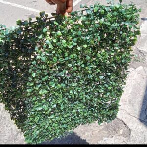 Green wall carpet (already in kenya)