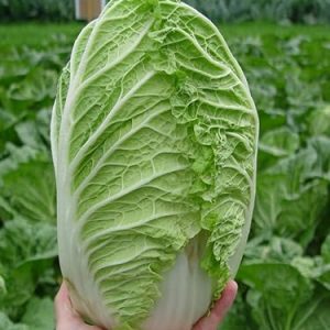 CHINESE CABBAGES PER KG (Only in Nakuru)