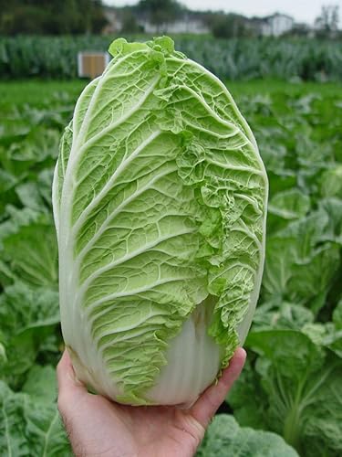 CHINESE CABBAGES PER KG (Only in Nakuru)