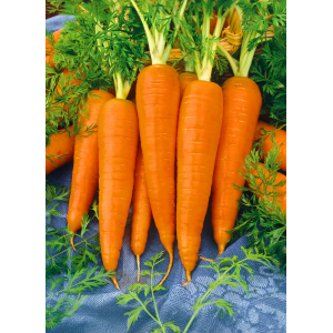 CARROTS PER KG (Only in Nakuru)