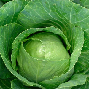 CABBAGE MEDIUM SIZE 1 PIECE (Only in Nakuru)